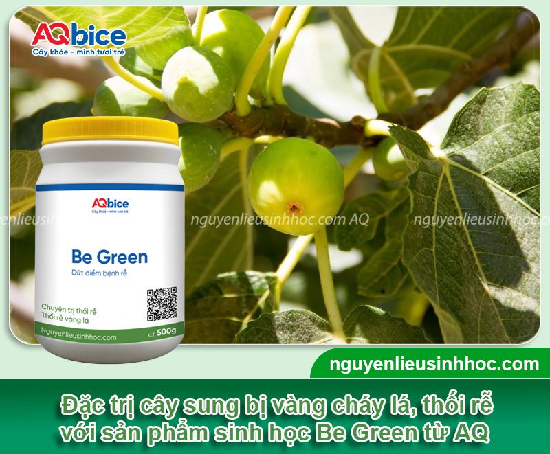 Cây sung bị vàng lá: Nguyên nhân, cách phục hồi hiệu quả 4 Cây sung bị vàng lá: Nguyên nhân, cách phục hồi hiệu quả