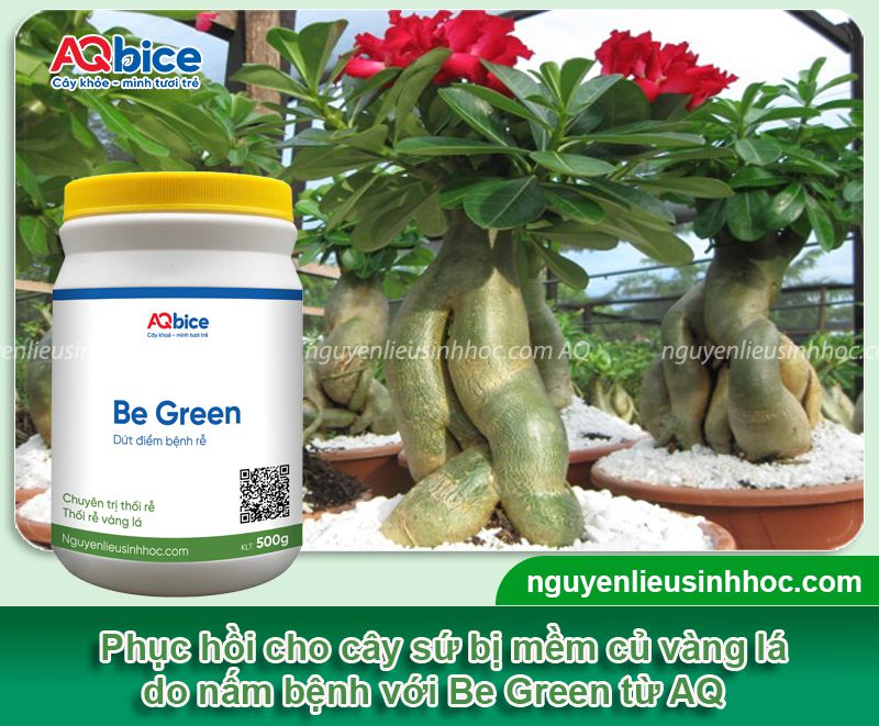 Cây sứ bị mềm củ vàng lá do thối rễ và cách xử lý hiệu quả