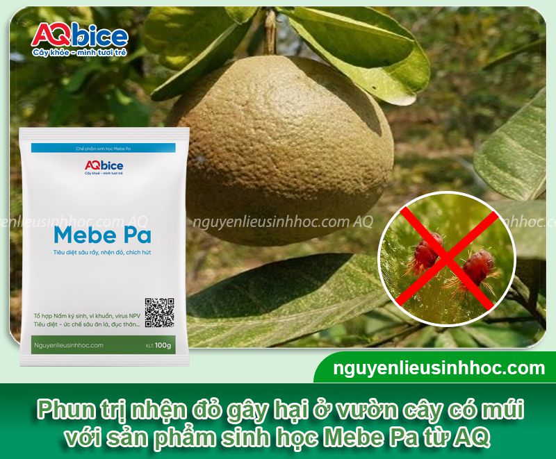 Nhện đỏ hại cây có múi: Dấu hiệu, biện pháp phòng trừ