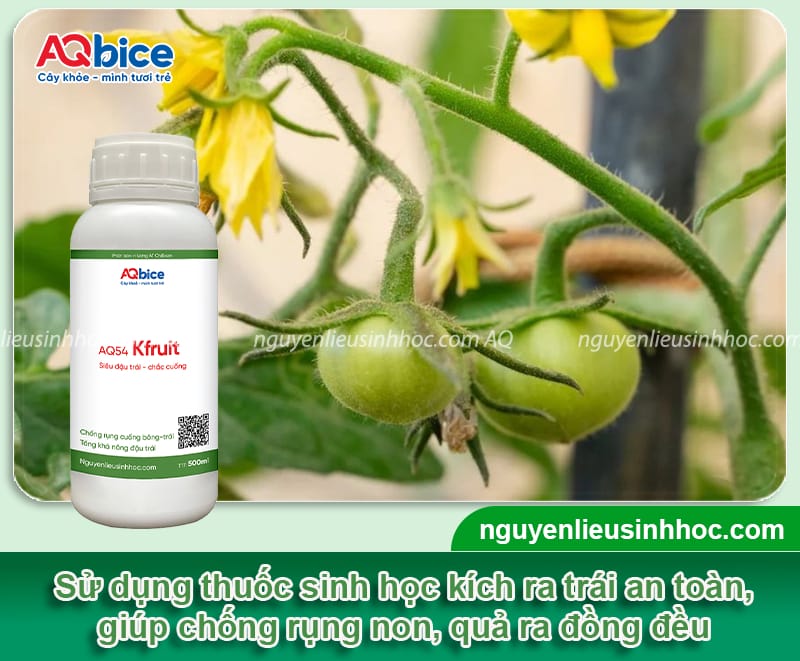 Cà chua không đậu trái là do đâu và Cách khắc phục 4 Cà chua không đậu trái là do đâu và cách xử lý hiệu quả