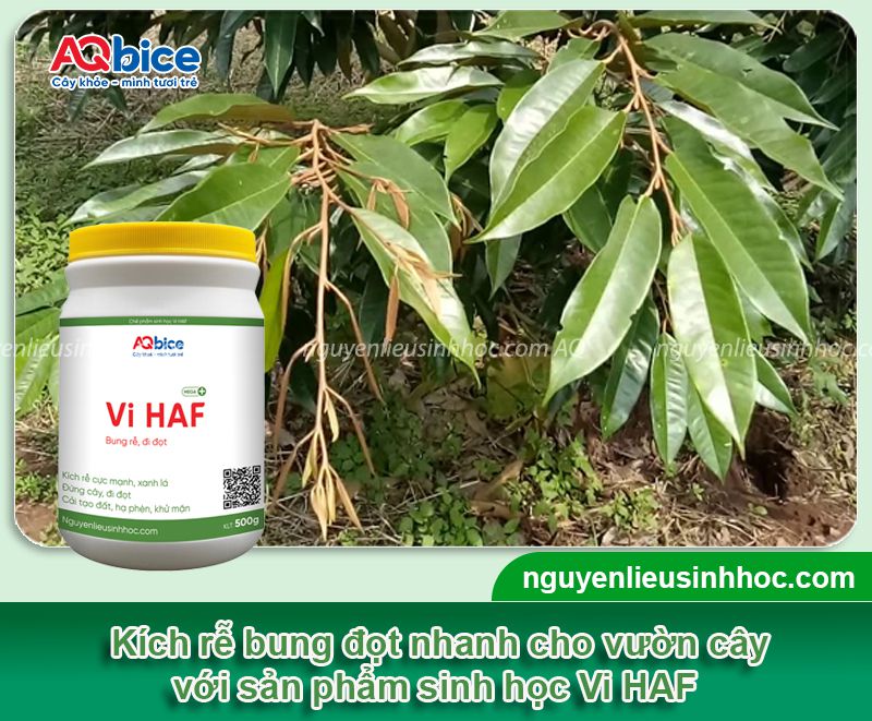 Kéo đọt tạo tán đúng kỹ thuật giúp tăng năng suất cho vụ mùa