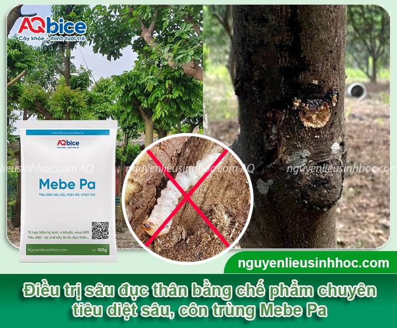 Phòng trừ cây sấu bị sâu đục thân và Cách nhận biết kịp thời 5 Phòng trừ cây sấu bị sâu đục thân và cách nhận biết kịp thời