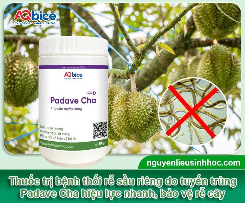 Bệnh thối rễ sầu riêng nhận biết thế nào và Cách trị dứt điểm 5 Bệnh thối rễ sầu riêng nhận biết thế nào và Cách trị dứt điểm