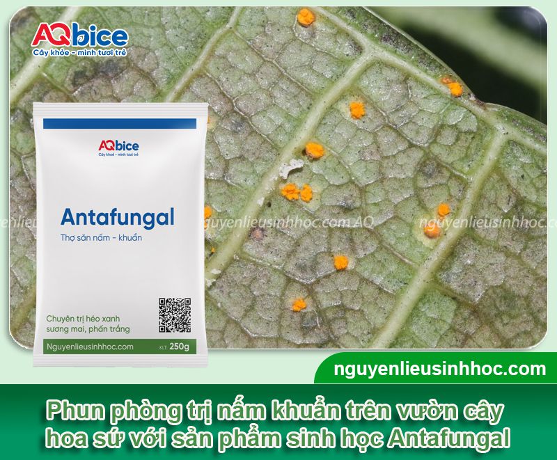 Thuốc trị nấm cho cây sứ dứt điểm, không tái phát lại 7 Thuốc trị nấm cho cây sứ an toàn, hiệu quả vượt trội