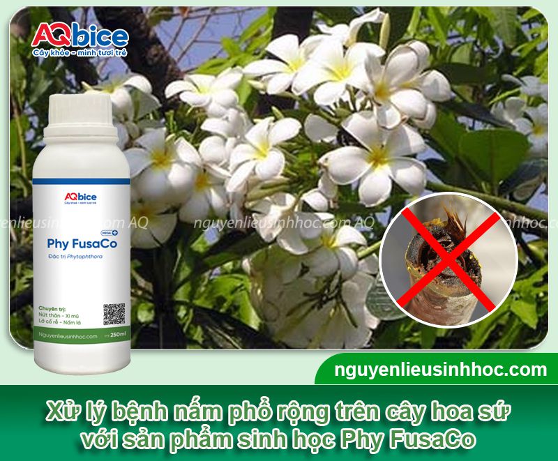 Thuốc trị nấm cho cây sứ an toàn, hiệu quả vượt trội