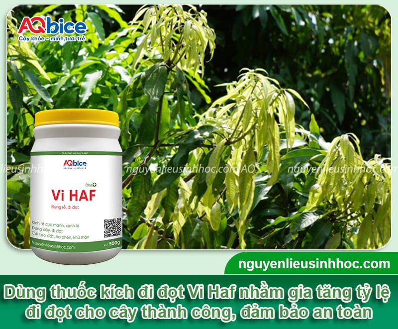 Hướng dẫn cách kéo đọt xoài giúp bật đọt mạnh, tán khỏe
