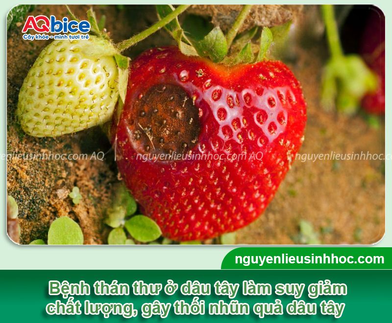 Bệnh thán thư trên dâu tây: Dấu hiệu và Cách xử lý 1 Bệnh thán thư trên dâu tây: Nguyên nhân, biểu hiện và xử lý