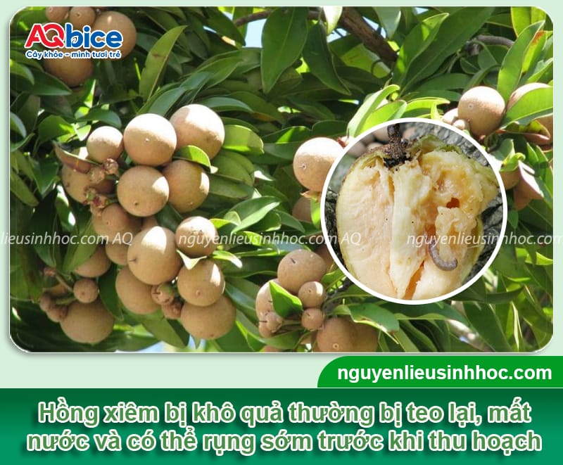 Phòng trừ bệnh khô quả trên cây hồng xiêm, trái lớn đồng đều