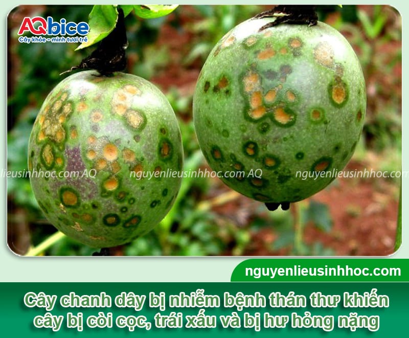 Bệnh thán thư trên chanh dây: Nguyên nhân và cách phòng trừ