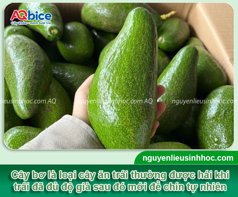 Hướng dẫn cách nhận biết bơ chín trên cây trên từng bộ phận