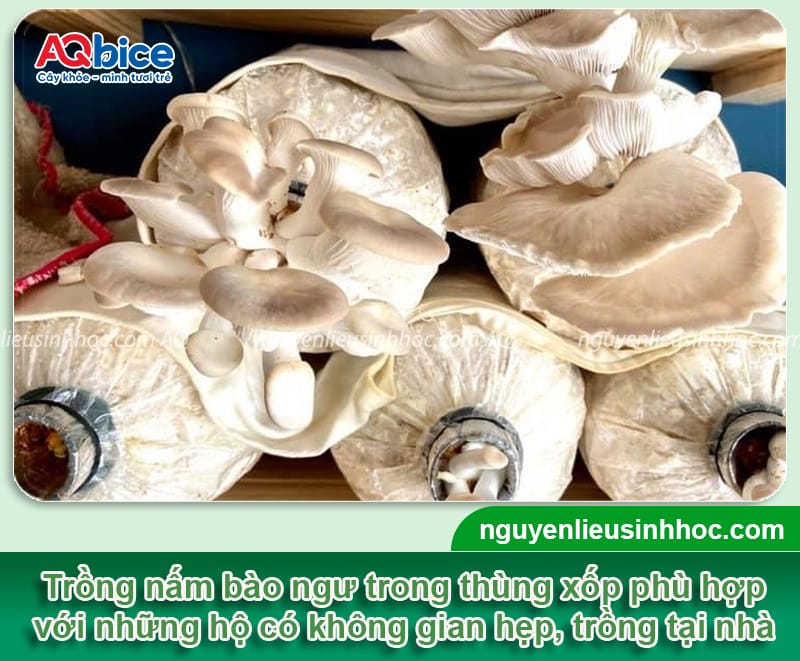 Cách trồng nấm bào ngư trong thùng xốp phát triển khỏe mạnh