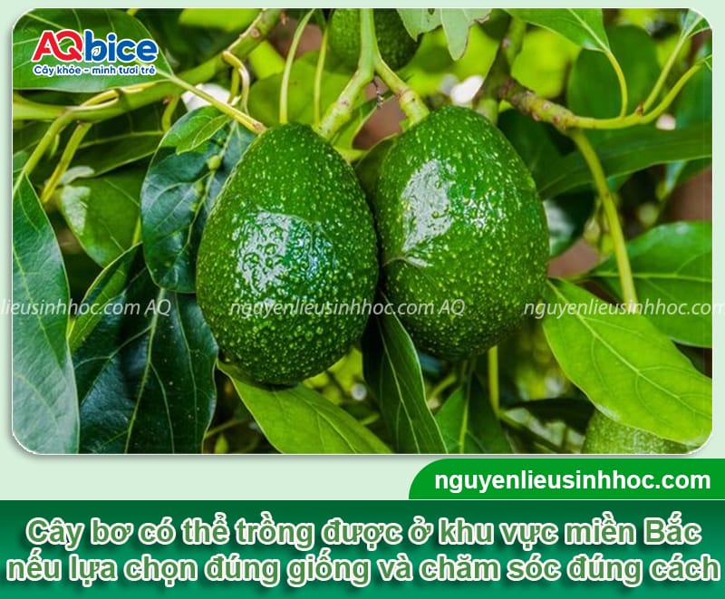 Cây bơ có trồng được ở miền Bắc không? Giống nào phù hợp?