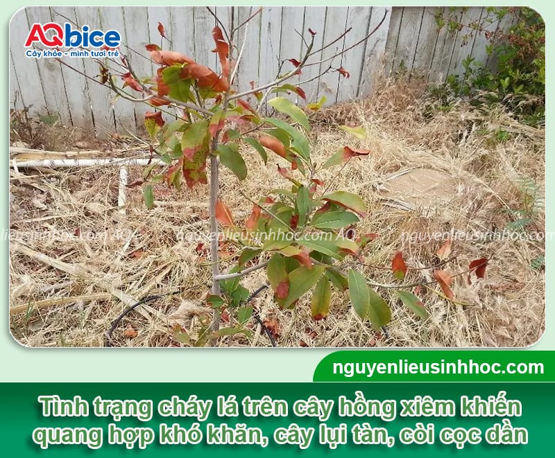 Nguyên nhân cây hồng xiêm bị cháy lá và cách phòng trừ