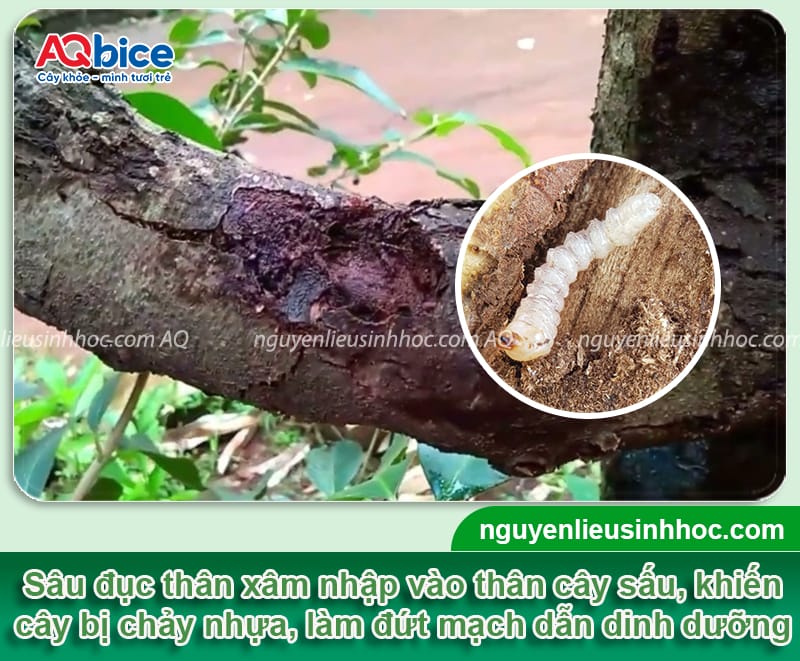 Phòng trừ cây sấu bị sâu đục thân và cách nhận biết kịp thời