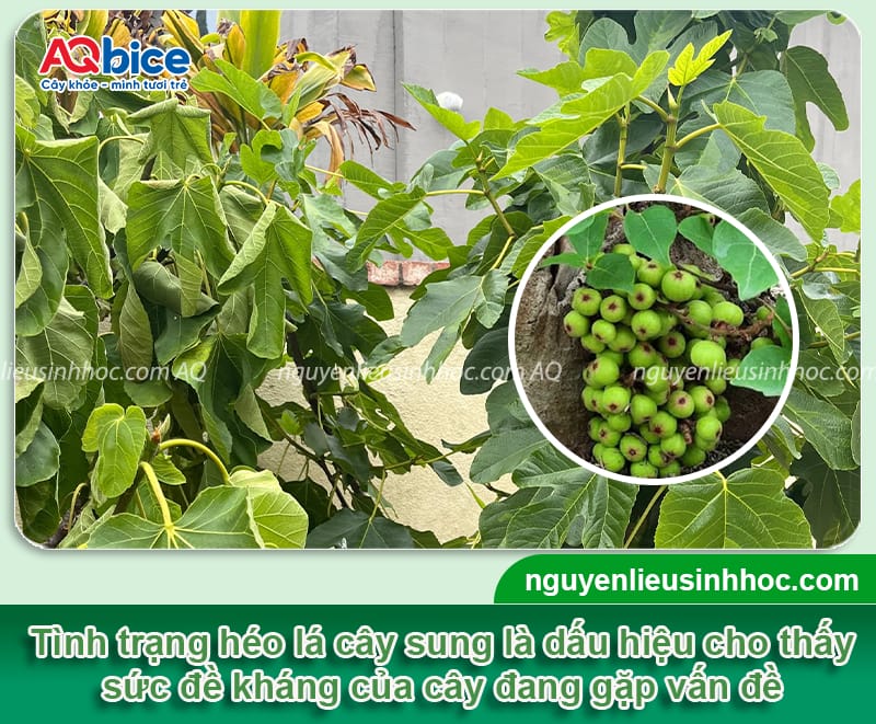 Vì sao cây sung bị héo lá? Cách phục hồi nhanh, hiệu quả cao
