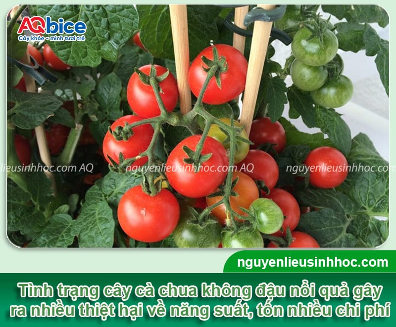 Cà chua không đậu trái là do đâu và cách xử lý hiệu quả