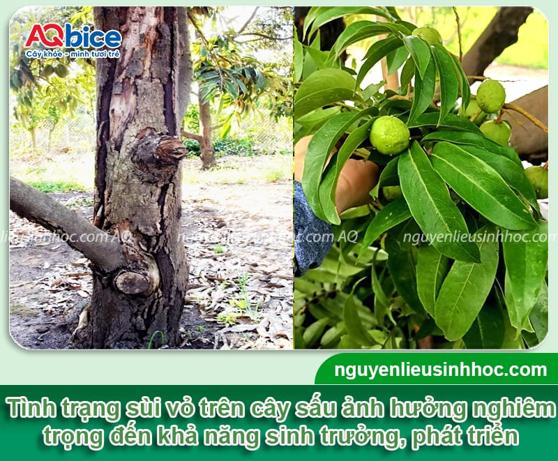 Nguyên nhân cây sấu bị sùi vỏ và cách phòng trừ an toàn