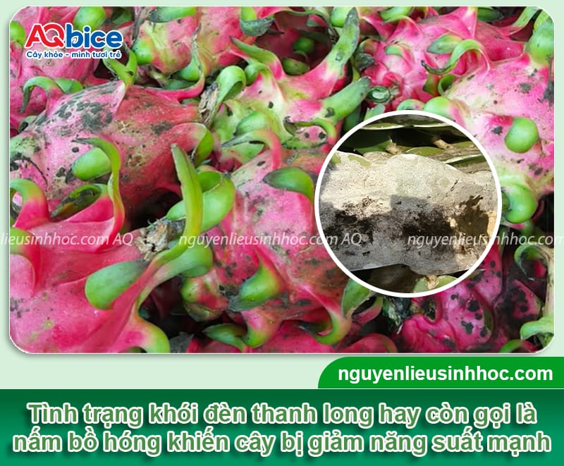Khói đèn thanh long là bệnh gì? Cách nhận biết và phòng trừ