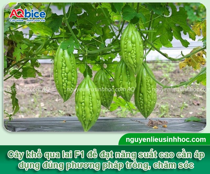 Hướng dẫn kỹ thuật trồng khổ qua lai F1 để dàn ra nhiều trái