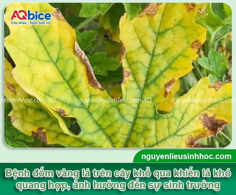 Nhận biết lá khổ qua bị đốm vàng và phương pháp điều trị
