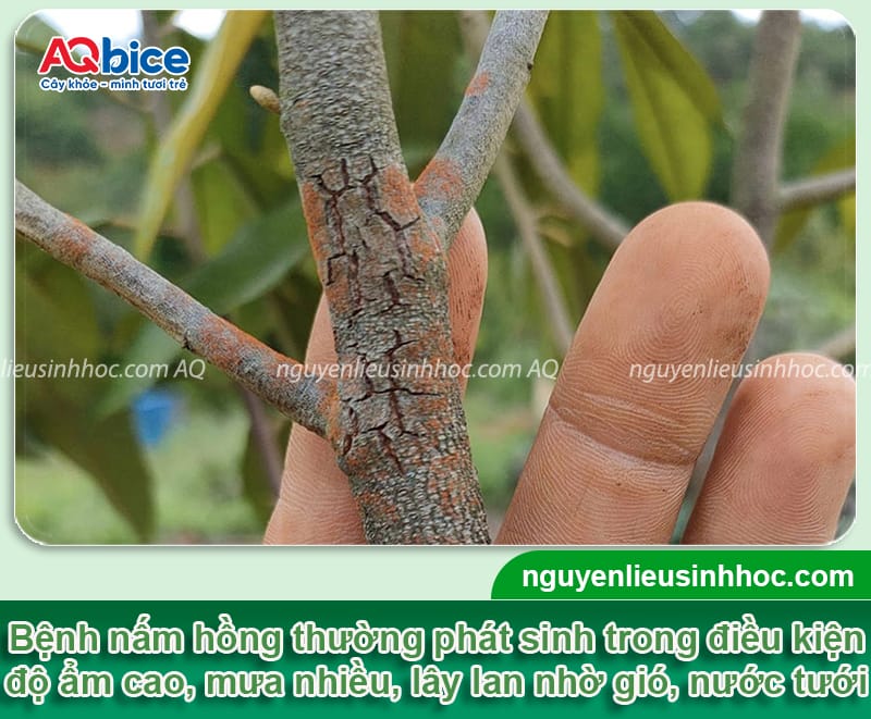 Thuốc đặc trị nấm hồng trên cây: Cách chọn và dùng hiệu quả