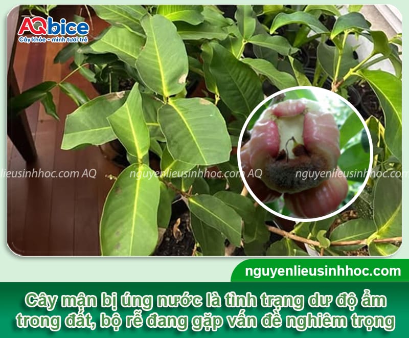 Phòng trừ mận bị úng nước bằng các phương pháp an toàn