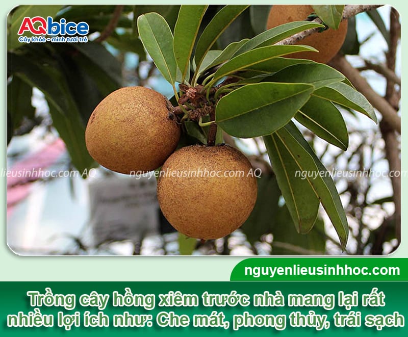 Trồng cây hồng xiêm trước nhà có tốt không, cần chú ý gì?