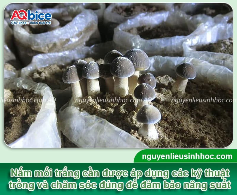 Cách trồng nấm mối trắng giúp nấm lên đều, năng suất cao