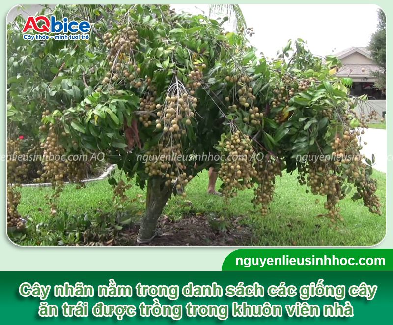Trồng cây nhãn trước nhà có tốt không? Ý nghĩa phong thủy