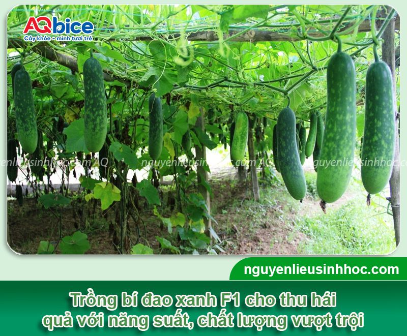 Kỹ thuật trồng bí đao xanh F1 và chăm bón năng suất cao
