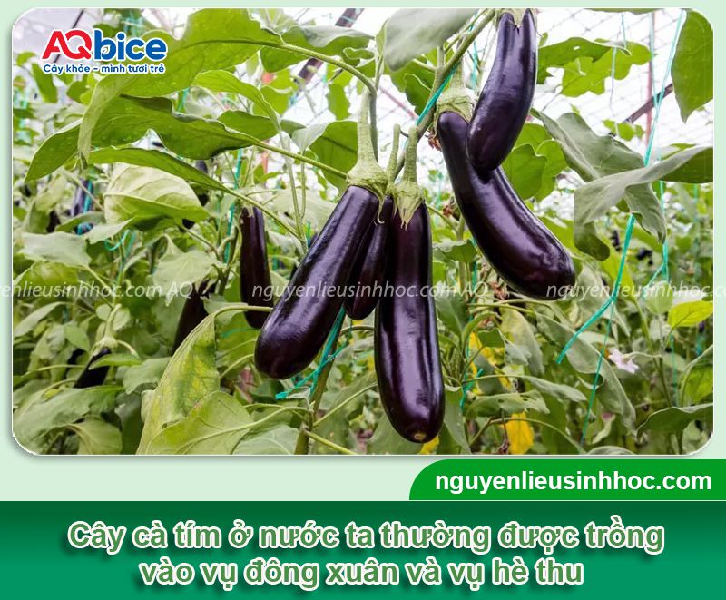 Trồng cà tím vào tháng mấy? Bao nhiêu ngày thu hoạch?