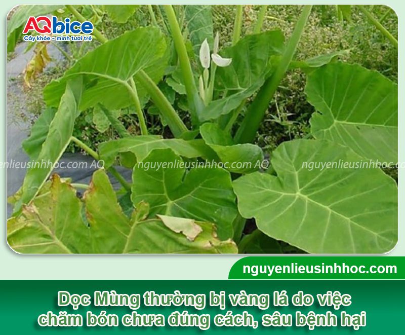 Cây dọc mùng bị vàng lá do đâu? Cách khắc phục 1 Cây Dọc Mùng bị vàng lá do nguyên nhân nào? Cách khắc phục