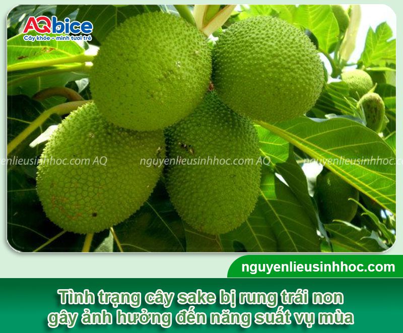 Cây sa kê bị rụng trái: Nguyên nhân, khắc phục hiệu quả