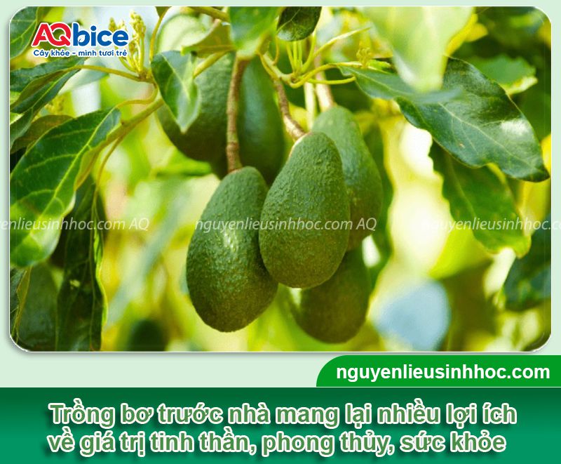 Trồng cây bơ trước nhà có tốt không? Ý nghĩa phong thủy