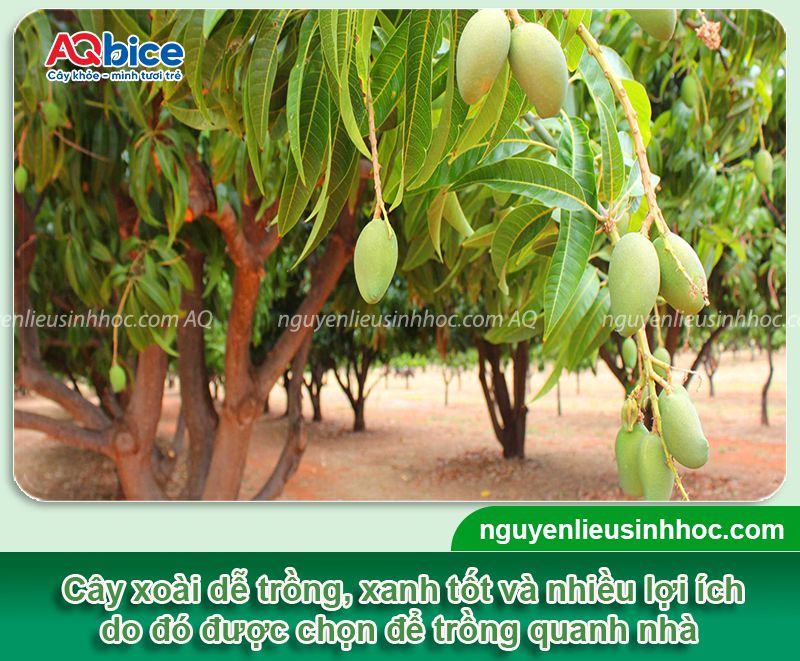 Trồng cây xoài trước nhà có tốt không? Vị trí phù hợp