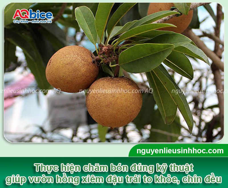 Cách làm cho cây hồng xiêm ra quả ngọt, chống rụng trái non