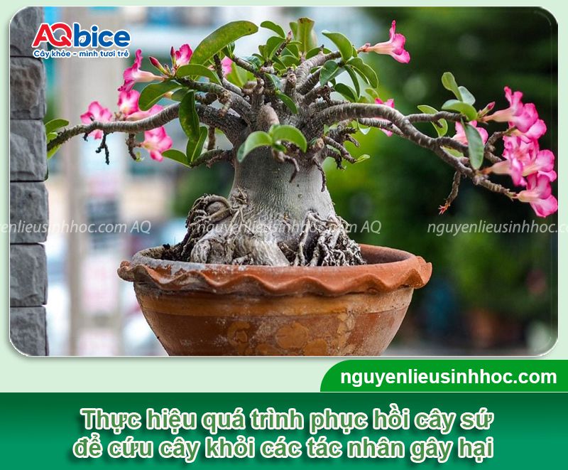 Cách phục hồi cây sứ bị suy hiệu quả, kịp thời ngay tại nhà
