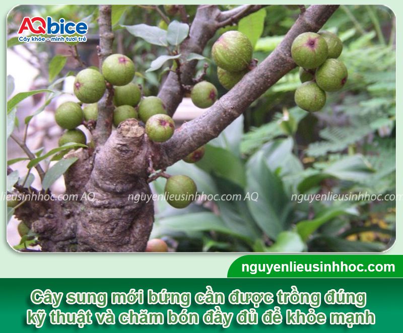 Cách trồng cây sung mới bứng nhanh ra rễ và đậu quả