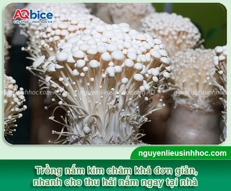 Top 2 cách trồng nấm kim châm bằng rễ đơn giản tại nhà