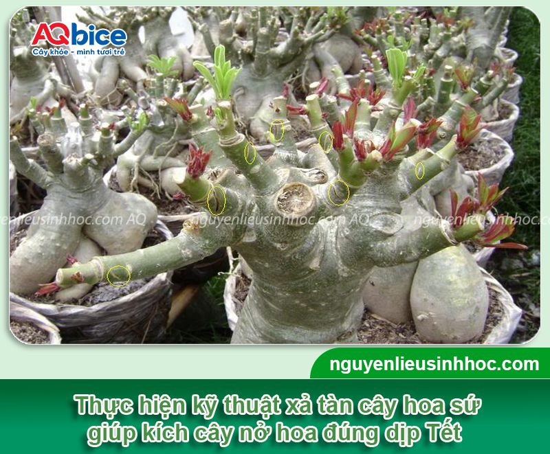 Cách xả tàn cây sứ đúng kỹ thuật để kích hoa nở đúng Tết 1 Cách xả tàn cây sứ đúng kỹ thuật để kích cây ra hoa rộ dịp Tết