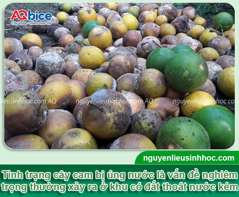 Nguyên nhân cam bị úng nước và cách xử lý an toàn, hiệu quả