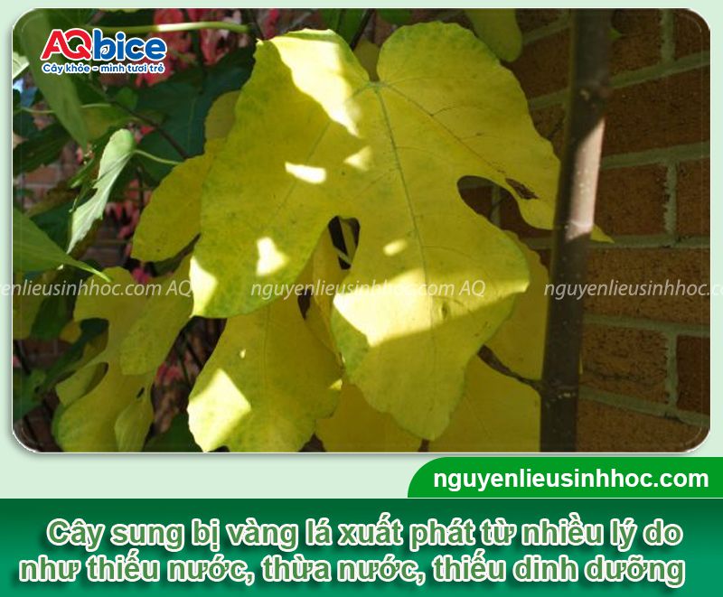 Cây sung bị vàng lá: Nguyên nhân, cách phục hồi hiệu quả