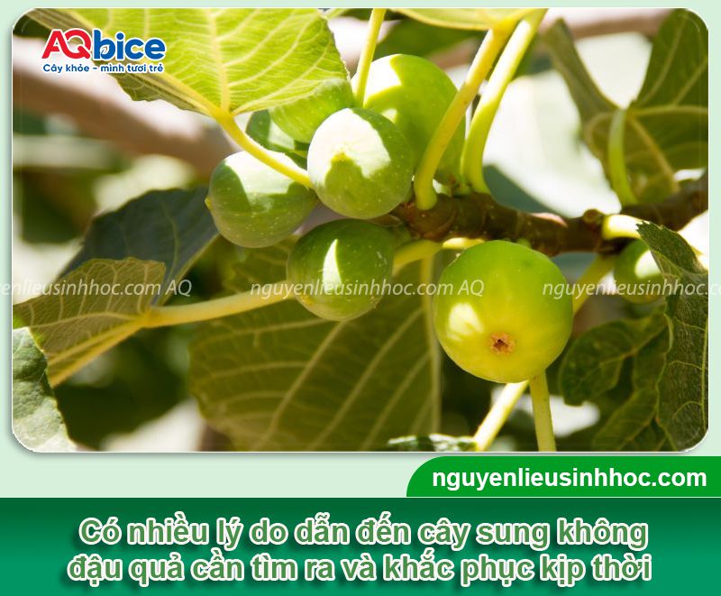 Tại sao cây sung không ra quả? Cách kích cây đậu quả xum xuê 1 Tại sao cây sung không ra quả? Cách kích cây đậu quả xum xuê