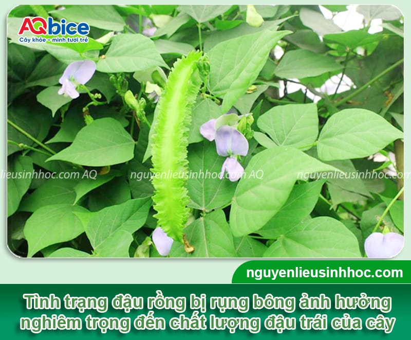 Đậu rồng bị rụng hoa nguyên nhân do đâu và cách phòng trừ