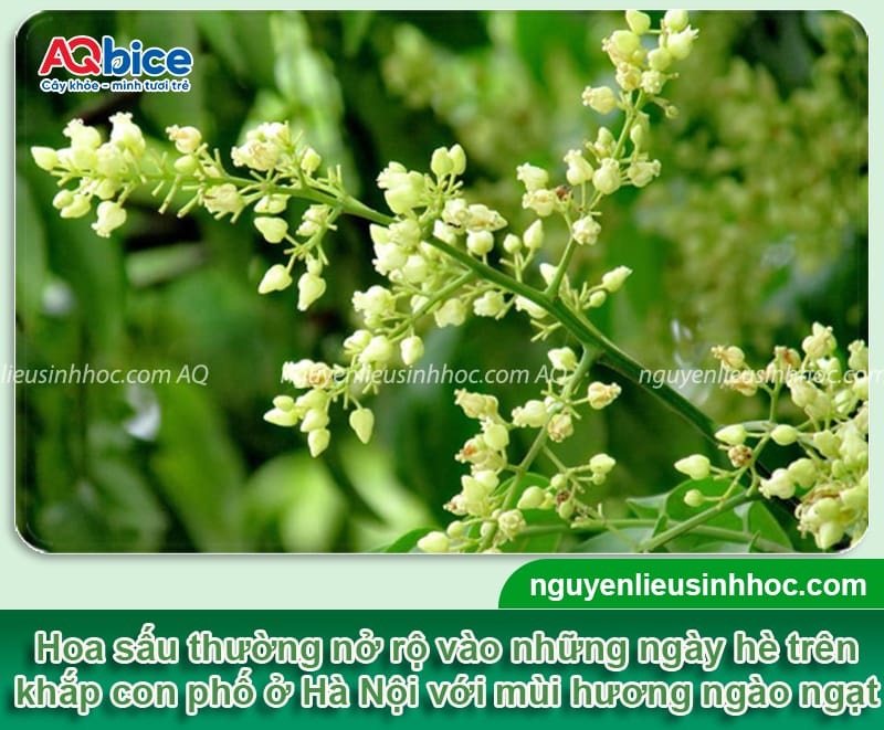 Hoa sấu nở tháng mấy, cách chăm sóc để kích cây ra mầm hoa