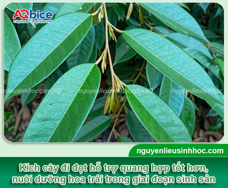 Kéo đọt tạo tán đúng kỹ thuật giúp tăng năng suất cho vụ mùa