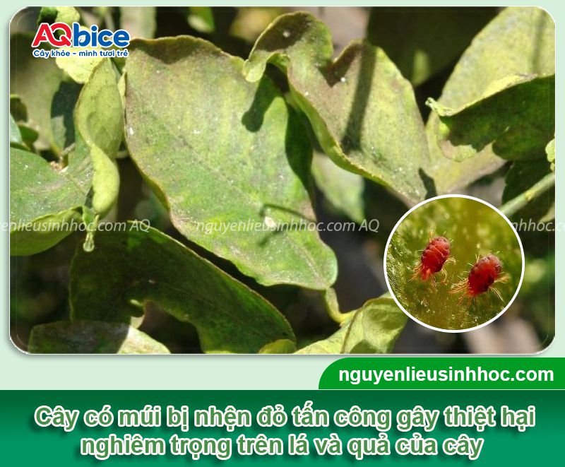 Nhện đỏ hại cây có múi: Dấu hiệu, biện pháp phòng trừ 1 Nhện đỏ hại cây có múi: Dấu hiệu, biện pháp phòng trừ