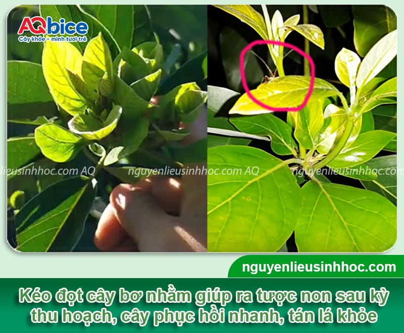 Kéo đọt bơ để hoa ra đều: Cách thực hiện và lưu ý quan trọng