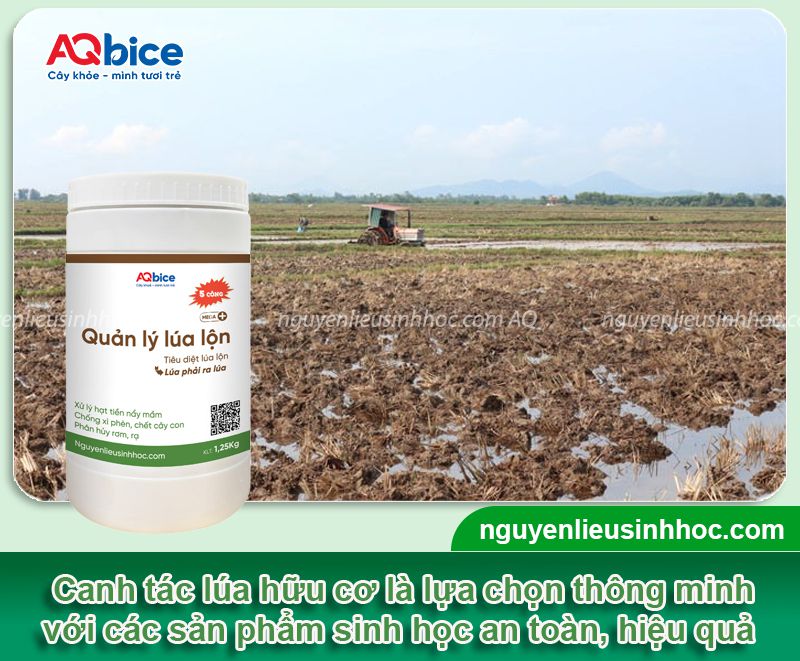 Canh tác lúa sinh học: Mô hình bền vững, hiệu quả, an toàn