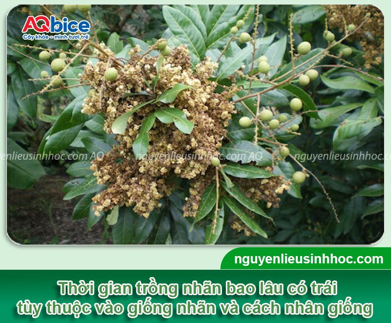 Trồng nhãn bao lâu có trái? Chăm sóc nhãn nhanh thu hoạch 1 Trồng nhãn bao lâu có trái? Chăm sóc nhãn nhanh thu hoạch